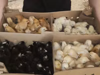 Ducks — 照片 4