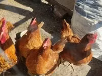 Chickens — photo 3
