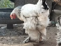 ब्रह्मा — फ़ोटो 3
