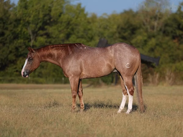 Horse (M), Quarter Horse