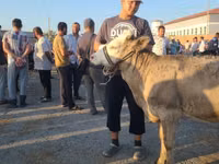 Vaca, Ganado vacuno — foto 2