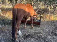 公马, Horses — 照片 2