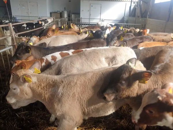 Ng'ombe dume, Simmental cattle