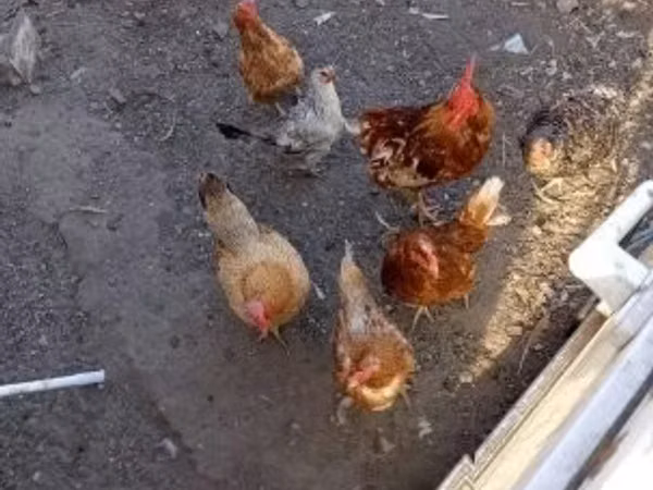 gallina danesa