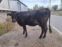 Cow, Simmental cattle — photo 5