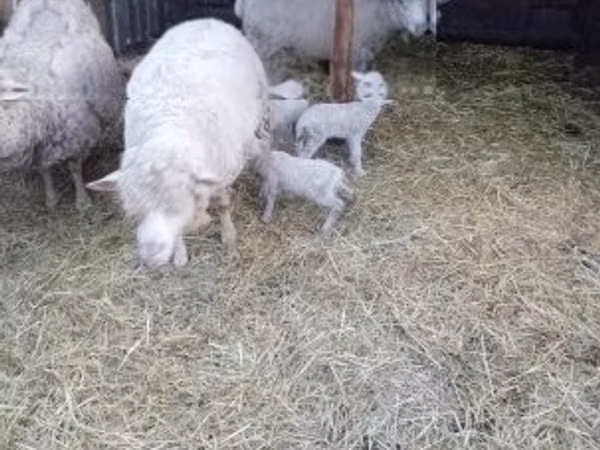 Schaf, Merino sheep