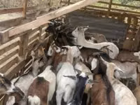公山羊, Goats — 照片 8