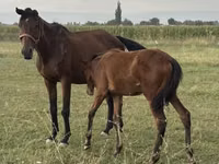 Mare, Horses — photo 3
