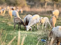 كبش, Katum sheep — الصورة 2