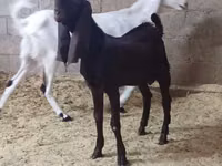 बकरी, Kamori goats — फ़ोटो 4