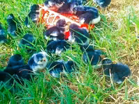 Australorp — Foto 3