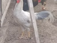 Chickens — 照片 2