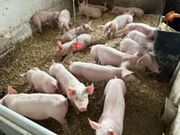 Pigs (batch, sex not specified) — photo 6