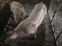 公猪, Pigs — 照片 3