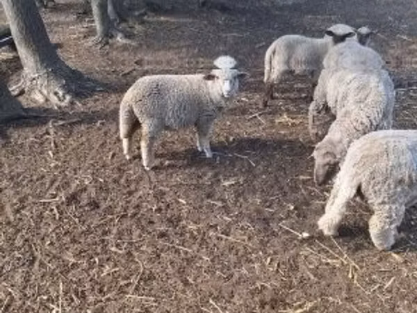 Wad, Sheep