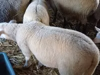 मेढ़ा, Romanov sheep — फ़ोटो 3