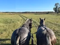 حصان, Percheron — الصورة 5