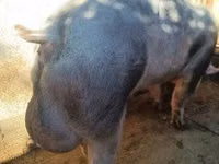 Boar — photo 6