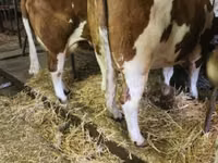 Vaca, Montbéliarde — foto 2
