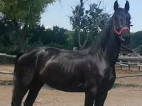 घोड़ी, Friesian — फ़ोटो 4