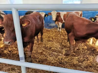 Lo’ (xirmo, jins lama sheegin), Simmental cattle — sawirka 5