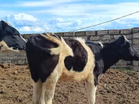 गाय, Simmental cattle — फ़ोटो 6