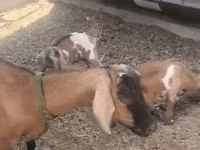 Mbuzi jike, Czech Brown Shorthaired goats — picha 3
