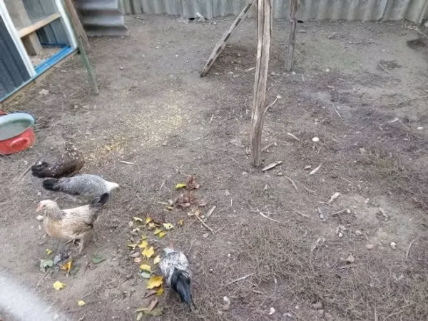 丹麦母鸡