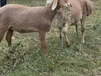 Sheep, Arashan sheep — photo 2