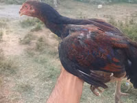Chickens — 照片 2