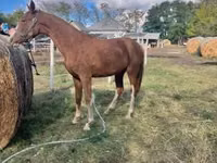 فرس, Dutch warmblood horse — الصورة 3