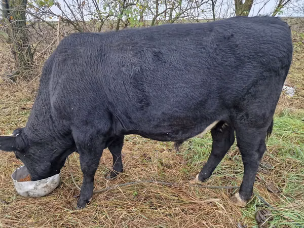 Bull, Aberdeen-Angus