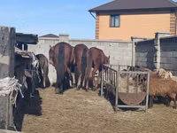 Mare, Horses — photo 1