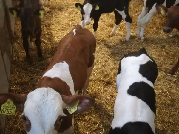 牛只（批次，未指定性别）, Simmental cattle