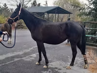 Mare, Akhal-Teke — photo 3