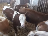 Ng'ombe (kikundi, jinsia haijatajwa), Simmental cattle — picha 3