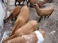 كبش, Cameroon sheep — الصورة 6