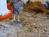 斯洛文尼亚横斑母鸡 — 照片 3