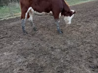 Ng'ombe jike, Simmental cattle — picha 2