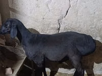 मेढ़ा, Hissar sheep — फ़ोटो 4