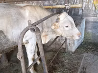 सांड, Swiss cattle — फ़ोटो 3