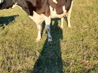 Lo’, Holstein breed — sawirka 3