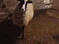 भेड़, Romanov sheep — फ़ोटो 4