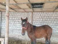 حصان, Kyrgyz Horse — الصورة 4