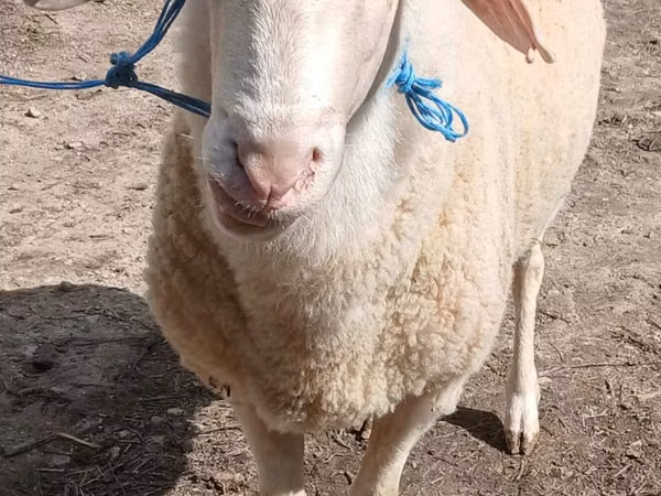 Ram, Assaf sheep