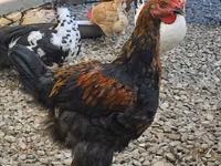 Brahma — photo 1
