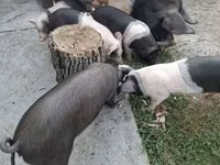 Sow, Pigs — photo 4