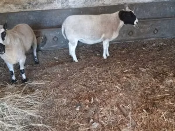 公羊, Dorper sheep