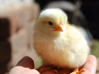 Chickens — 照片 7