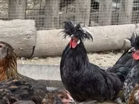 بوليش — الصورة 2